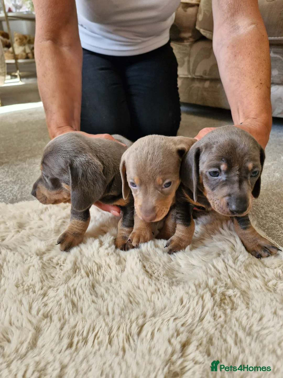 Miniature Dachshund dogs for sale: Miniture dashhound puppies in Driffield - Advert 2