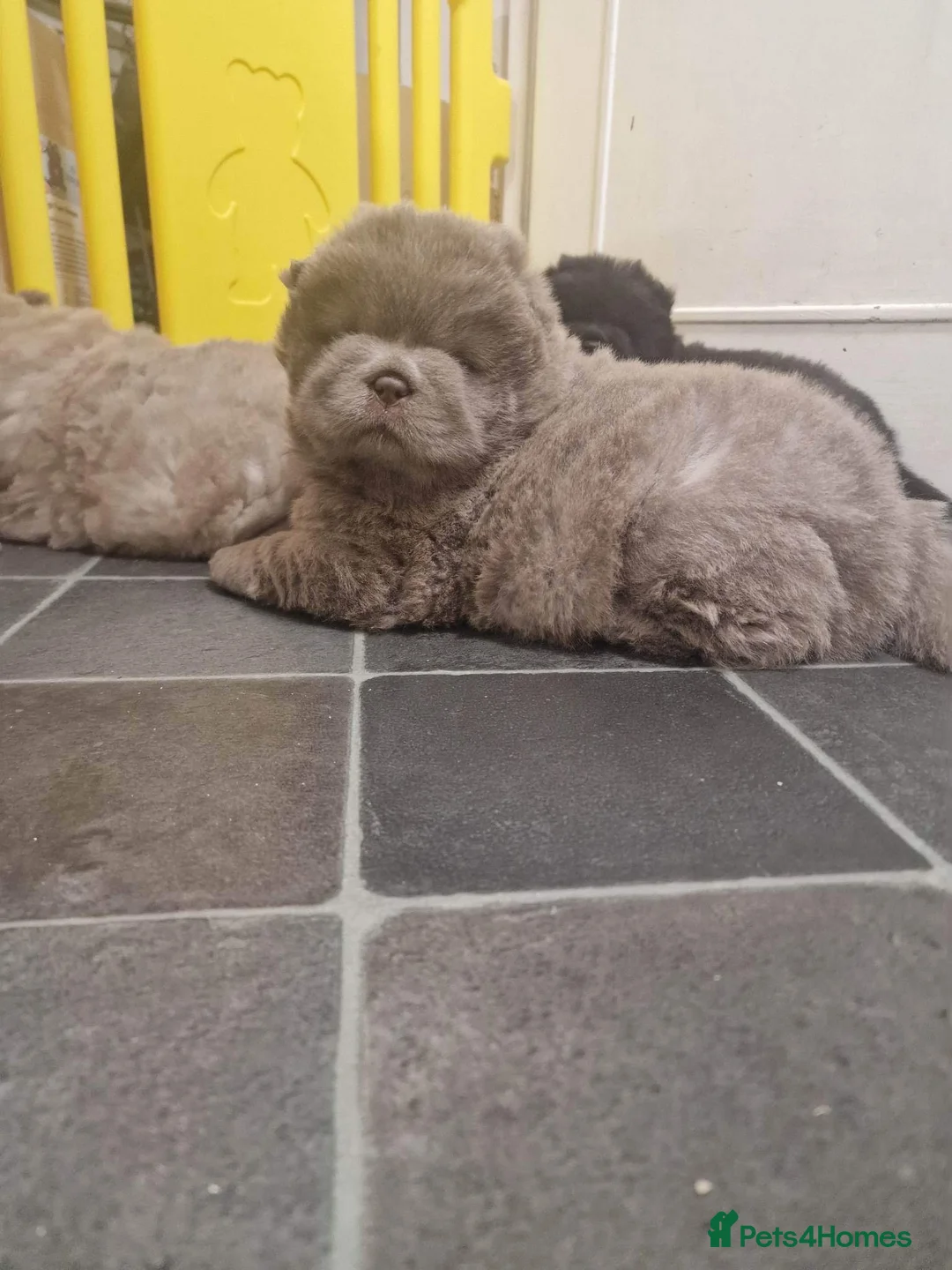 Chow Chow dogs for stud: SUMO- lilac, chocolate, rainbow producer in Cheltenham - Advert 20
