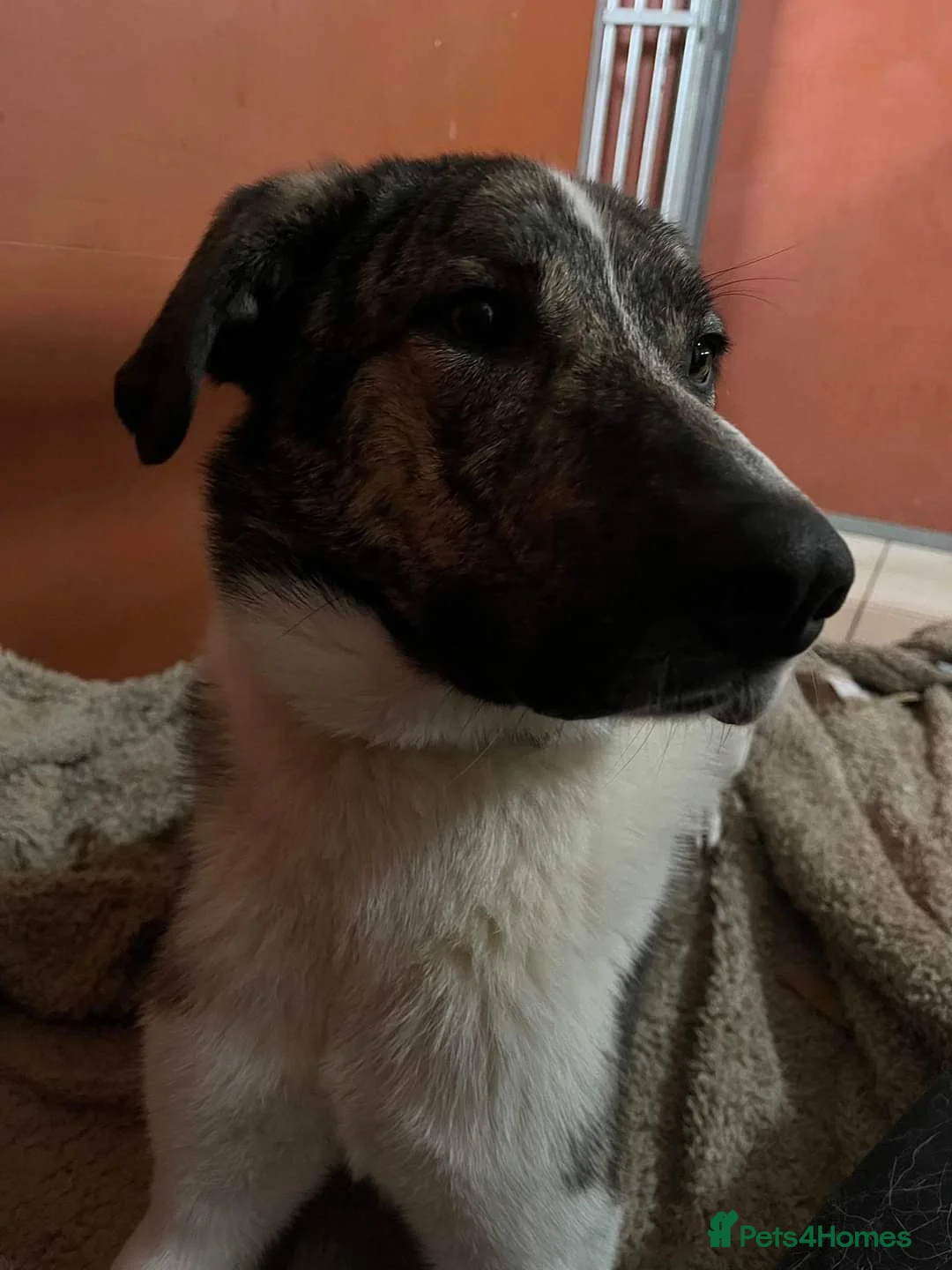 Mixed Breed dogs for adoption: Meet Kane, currently residing in Cheshire  in Nantwich - Advert 14