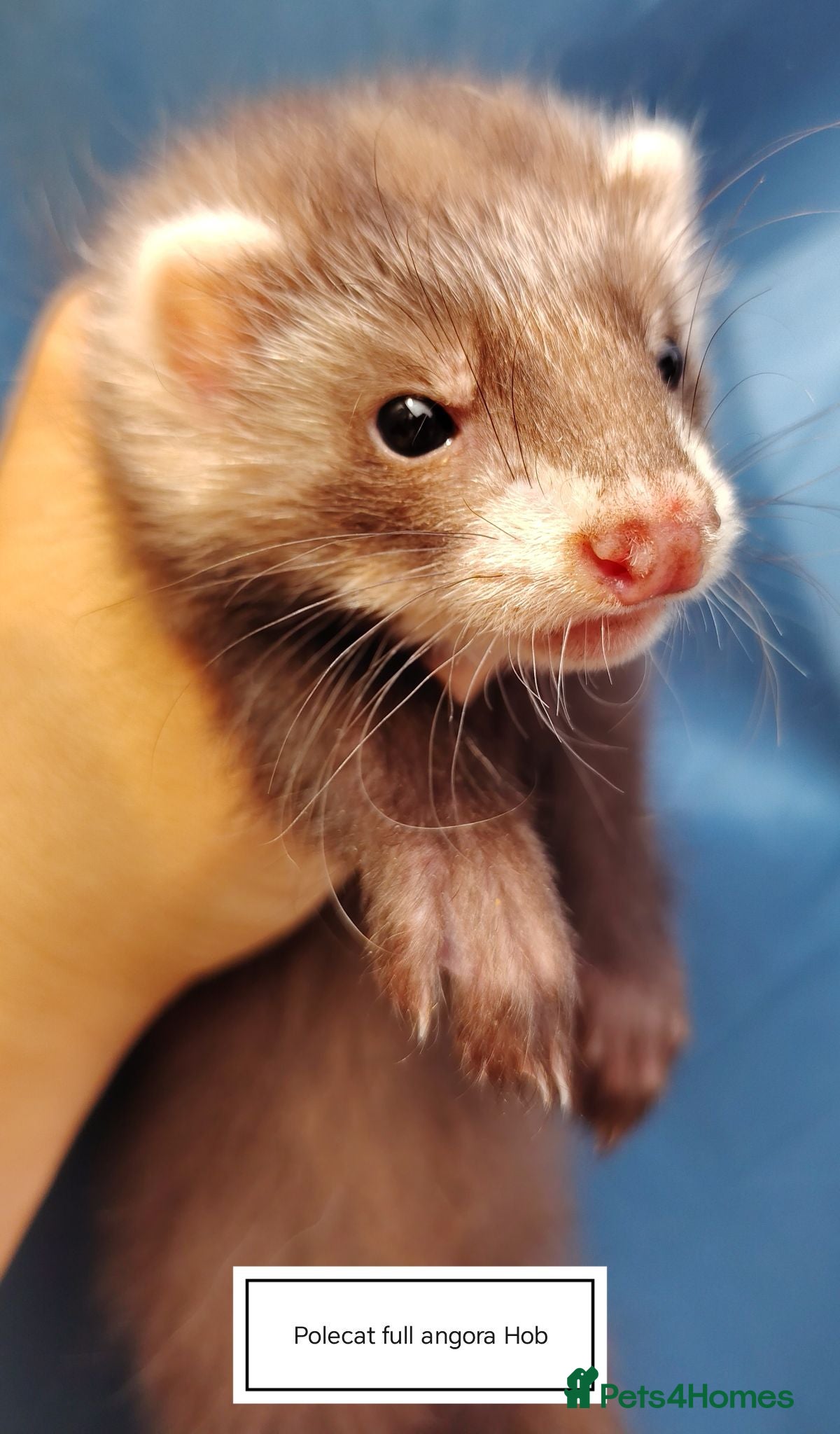 Ferret rodents Full and half Angora kits ready now - Advert 2