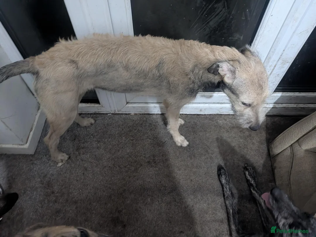 Lurcher dogs for sale: Truffles. Beautiful Working Stock Male Lurcher - Advert 9