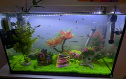 Other/Mixed Breed fish for sale: Fish tank and fish for sale - Image 1