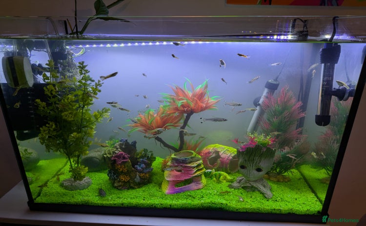Other/Mixed Breed fish - Advert 2