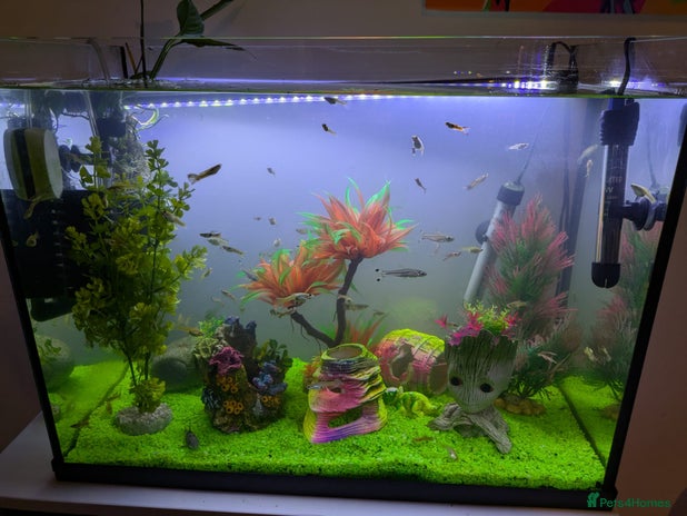 Other/Mixed Breed fish - Advert 3
