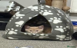 Ragdoll cats for sale: 1xBoy ginger/apricot ragdoll x British shorthair  - Image 4