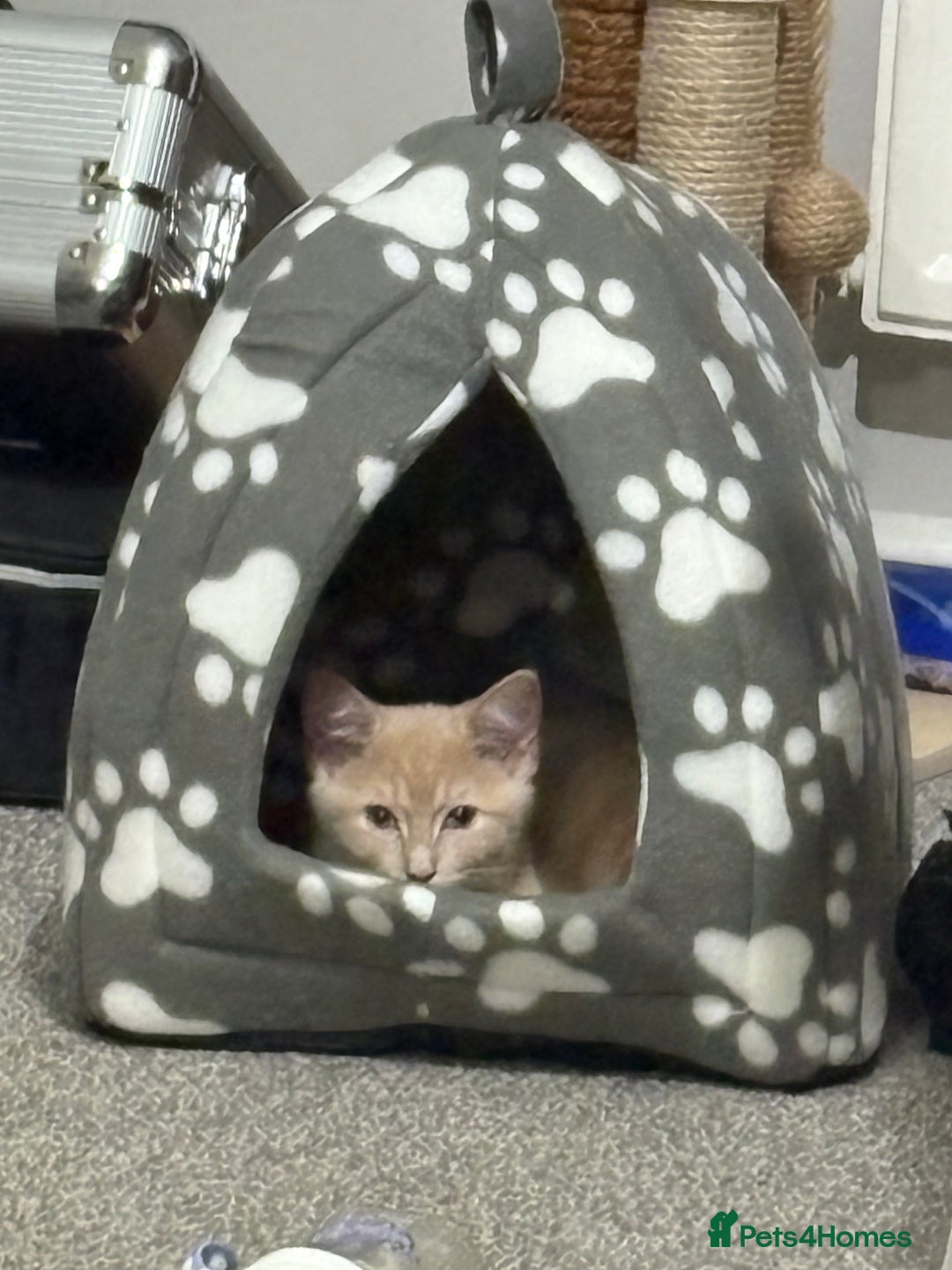 Ragdoll cats for sale: 1xBoy ginger/apricot ragdoll x British shorthair  - Image 4