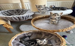 British Shorthair cats for sale: ❤️💙 GORGEOUS SILVER TABBY BSH CHAMPION LINES 💙❤️ - Image 13