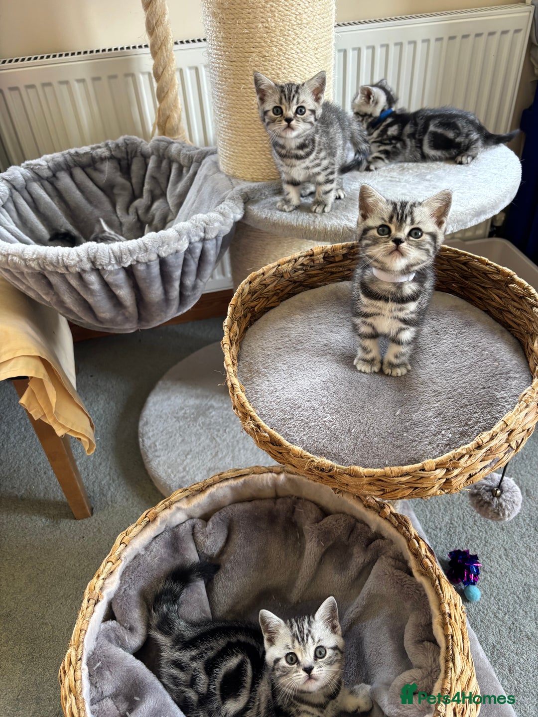 British Shorthair cats for sale: ❤️💙 GORGEOUS SILVER TABBY BSH CHAMPION LINES 💙❤️ - Image 13