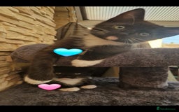 Mixed Breed cats for sale: Kittens 🐈‍⬛ - Image 3