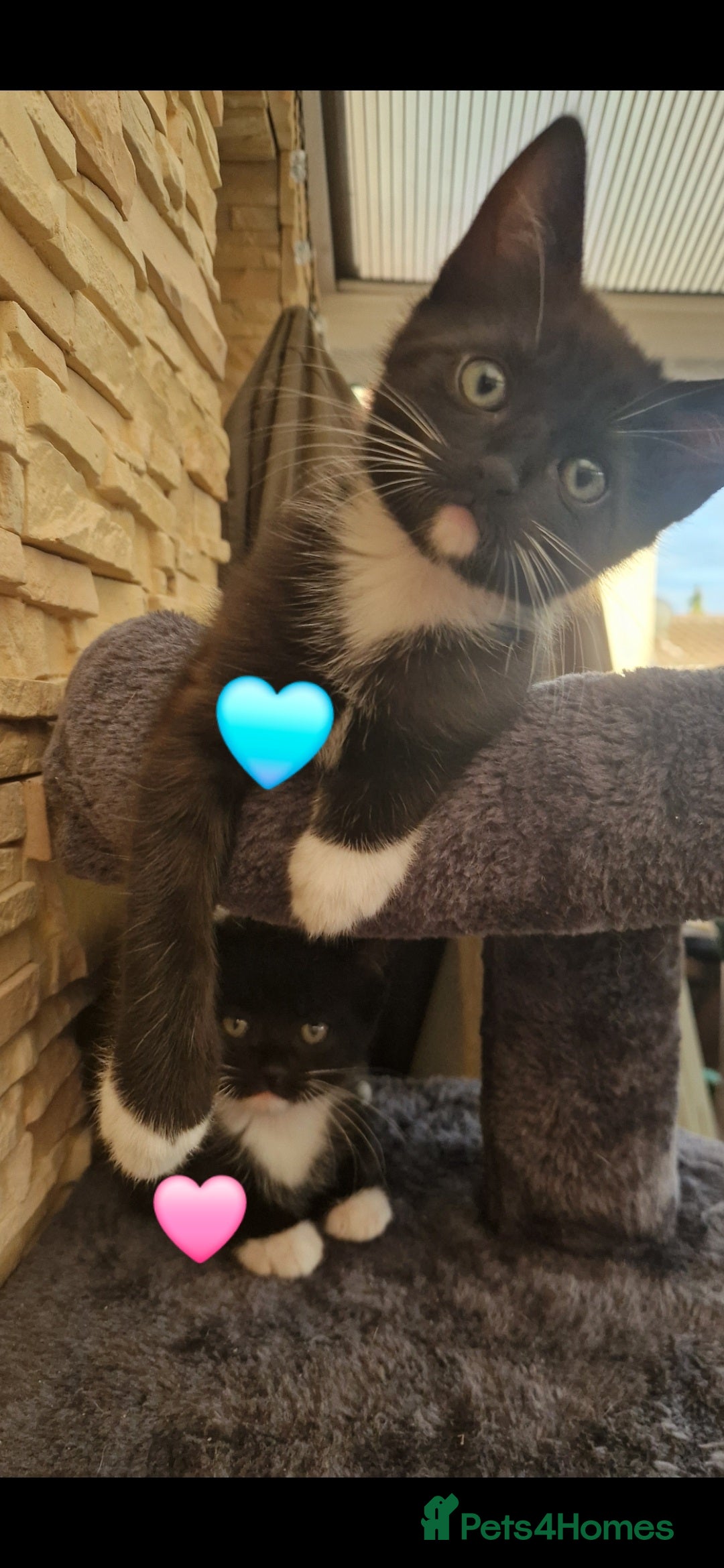 Mixed Breed cats for sale: Kittens 🐈‍⬛ - Image 3