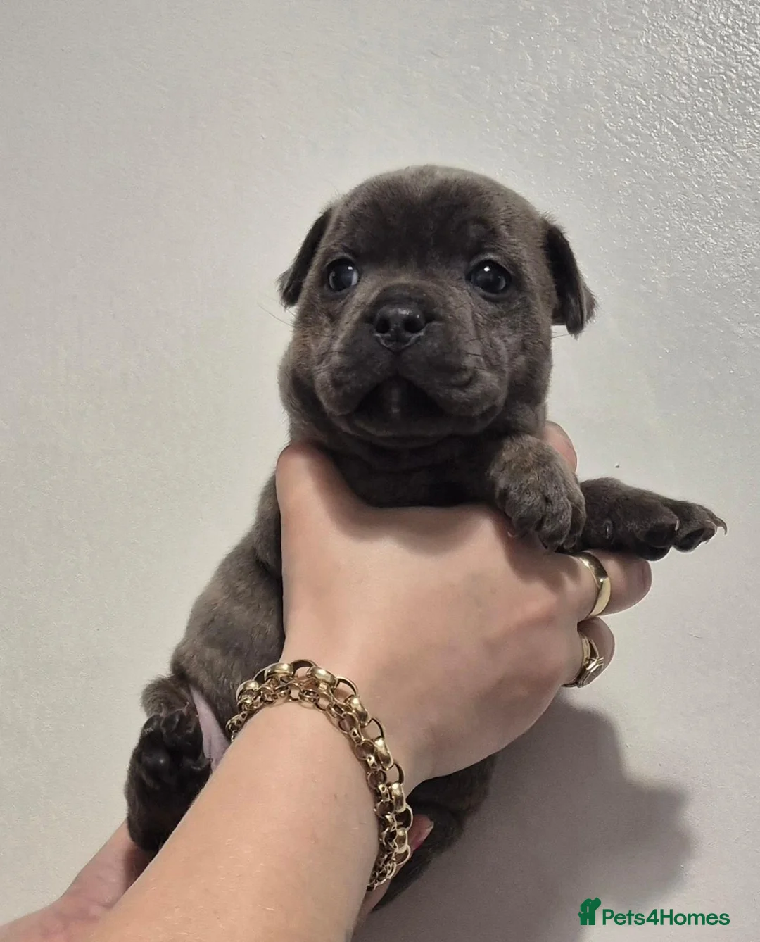 Staffordshire Bull Terrier dogs for sale: Kc Blue & Rust Male Staffordshire Bull Terrier - Advert 1