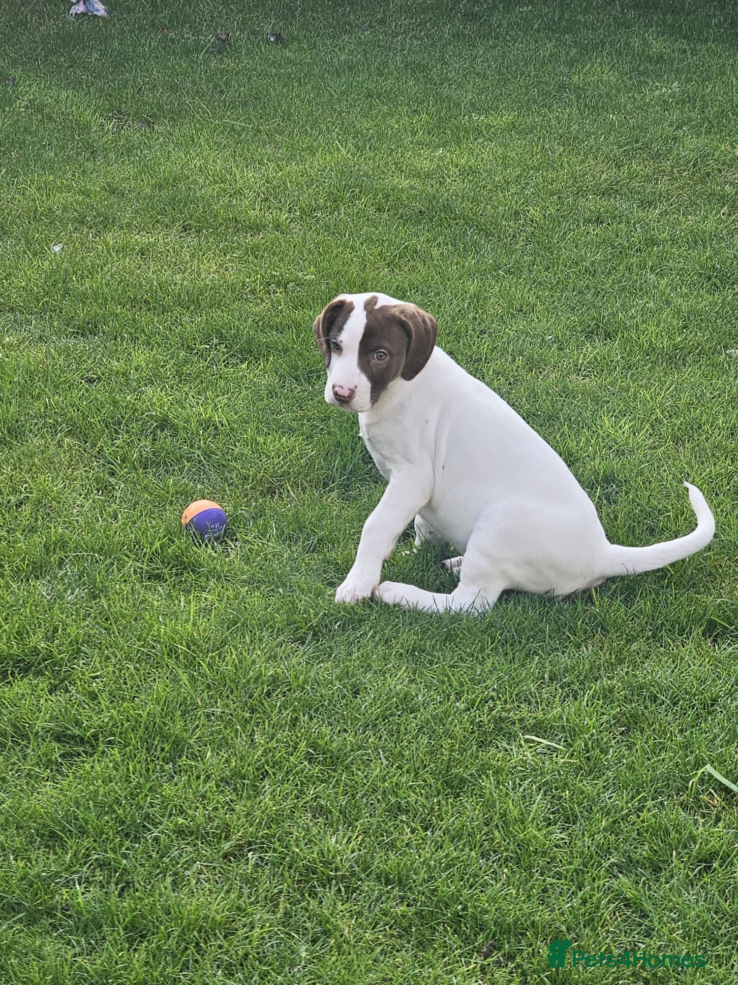 Mixed Breed dogs 5 month puppy Roxy - Advert 1