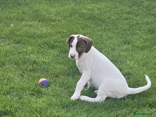 Mixed Breed dogs 5 month puppy Roxy - Advert 1