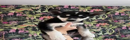Mixed Breed dogs for sale: Husky X Labrador puppies  - Advert 5