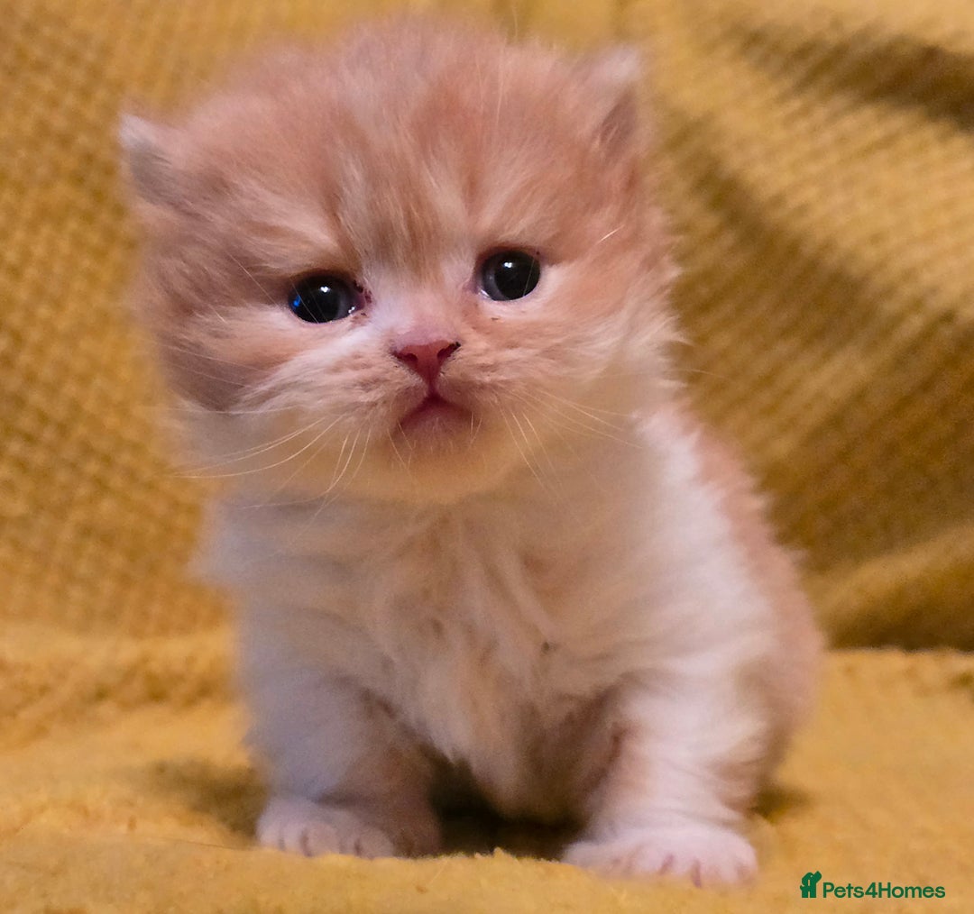 British Shorthair cats for sale: TICA registered British shorthair kittens - Advert 24