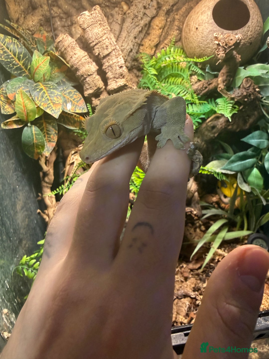 Gecko reptiles for sale: Crested geckos with full setups - Advert 5