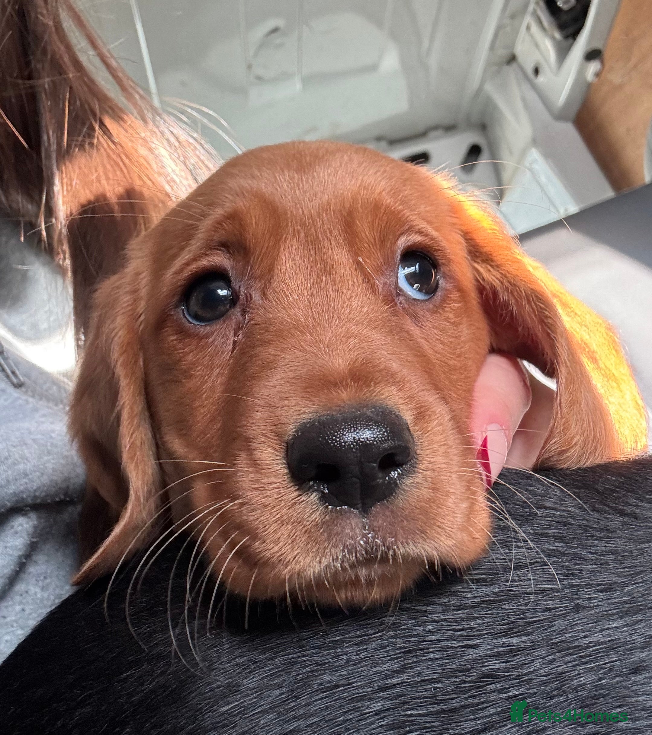 Cockerdor dogs Beautiful Cockerdor Puppies for Sale 🩷🩵 - Advert 1