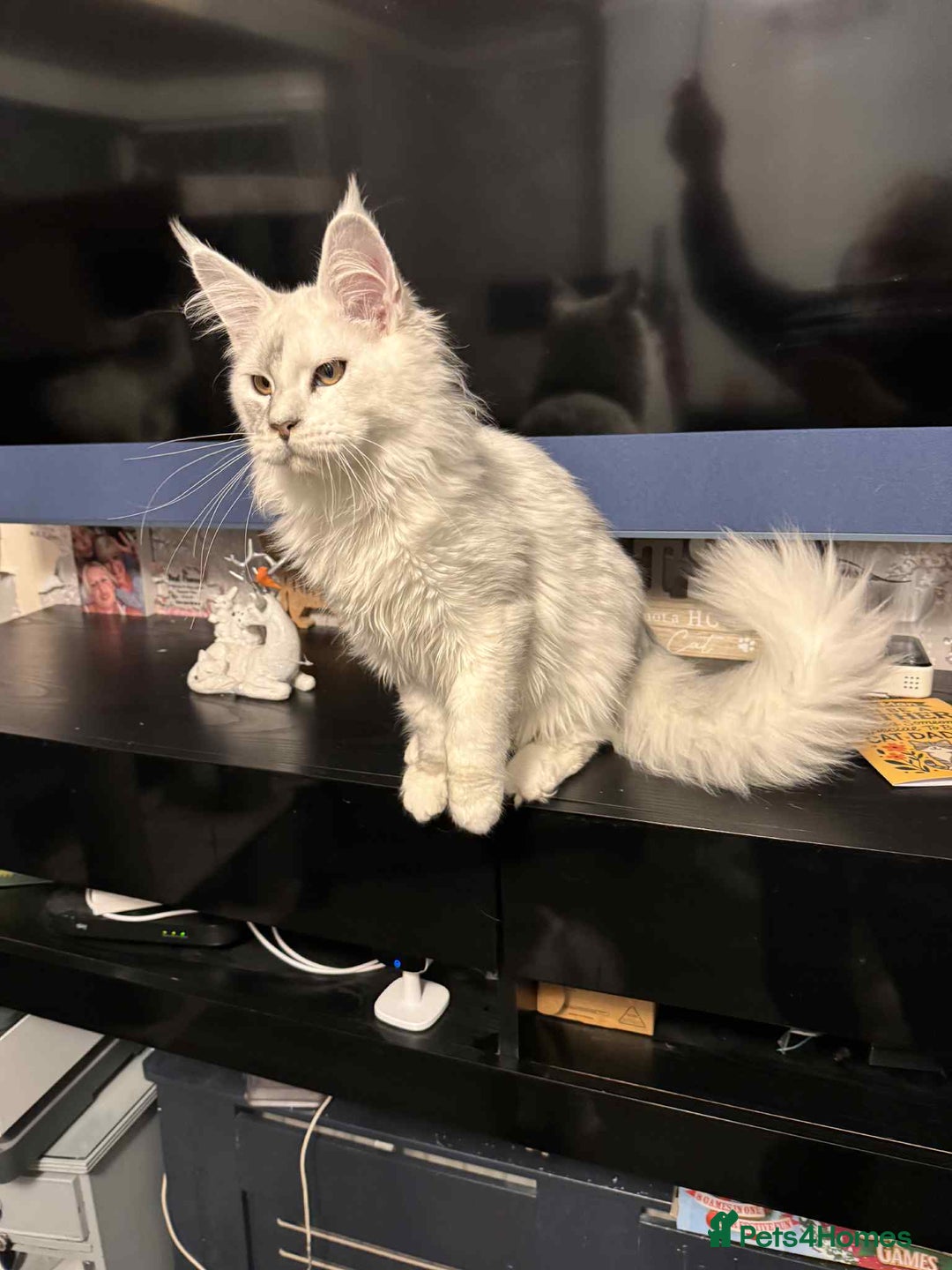 Maine Coon cats for sale: TICA Reg Blue Silver Shaded MaineCoon Kittens  - Advert 8
