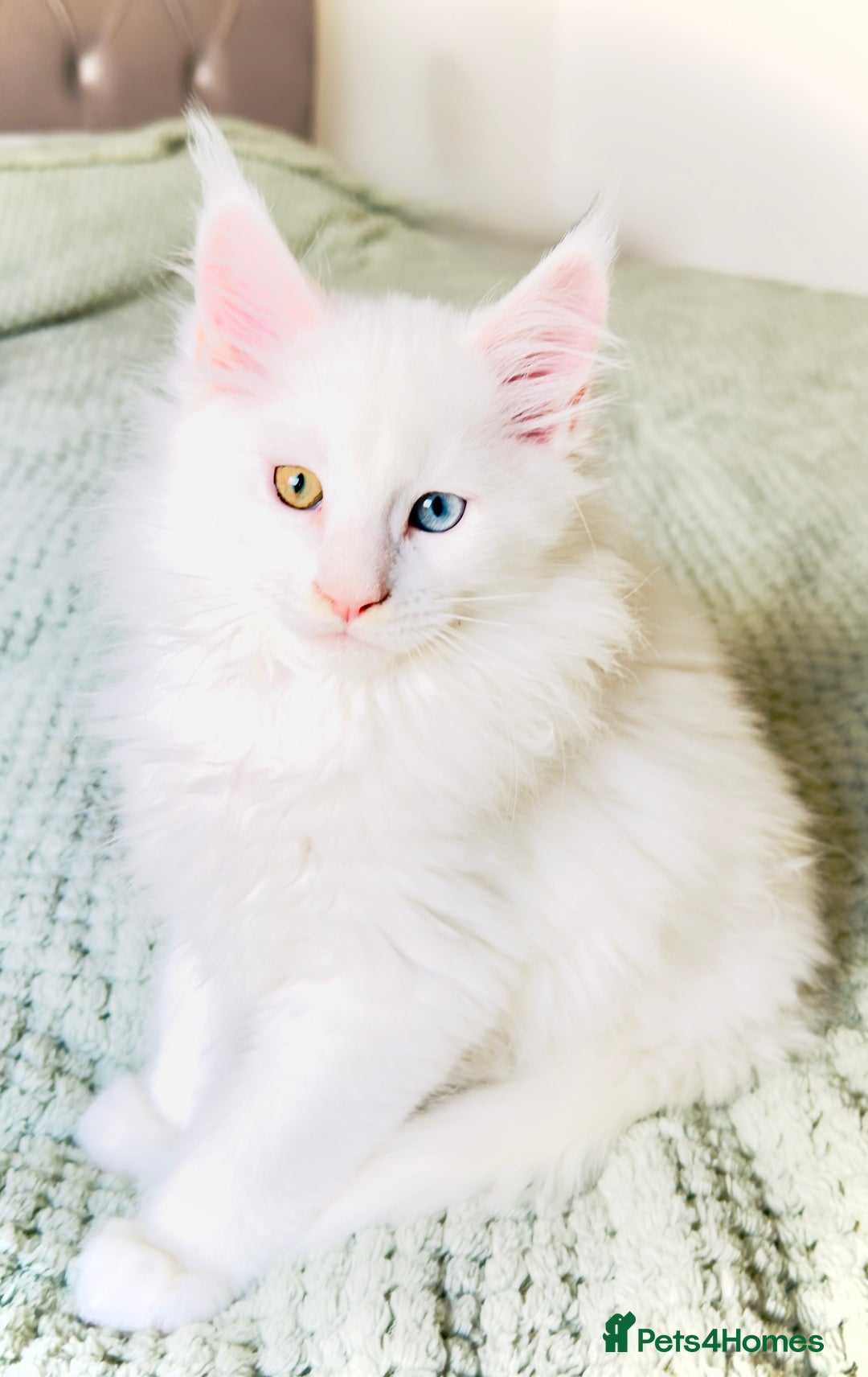 Maine Coon cats for sale: Cute Main Coon kittens from purebred parents  - Advert 5