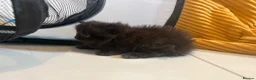 Persian cats for sale: Mixed Persians  - Advert 6