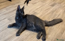 Maine Coon cats for sale: 2 Large Tica Maine Coon Kittens - Image 27