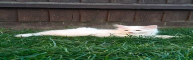 Mixed Breed Kitten 1