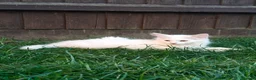 Mixed Breed cats for sale: Little cuties - Advert 28