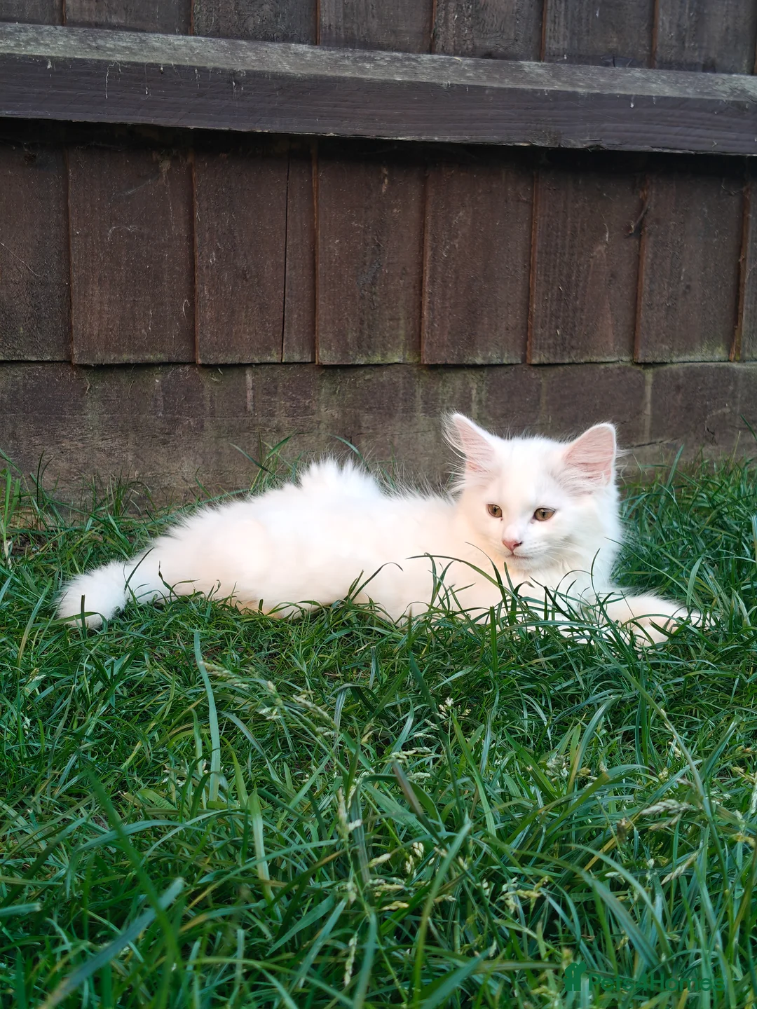 Mixed Breed cats for sale: Little cuties - Advert 28