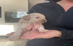 Mixed Breed dogs for sale: Cockapoo/poochon - Image 1