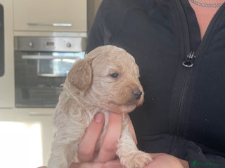 Mixed Breed dogs - Advert 2