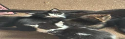 Mixed Breed dogs for sale: Mixed blk&wht  kittens available now - Advert 12