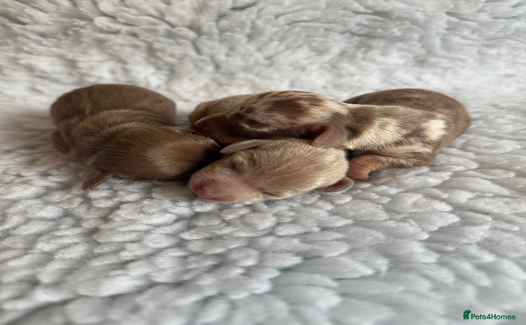 Miniature Dachshund dogs - Advert 9