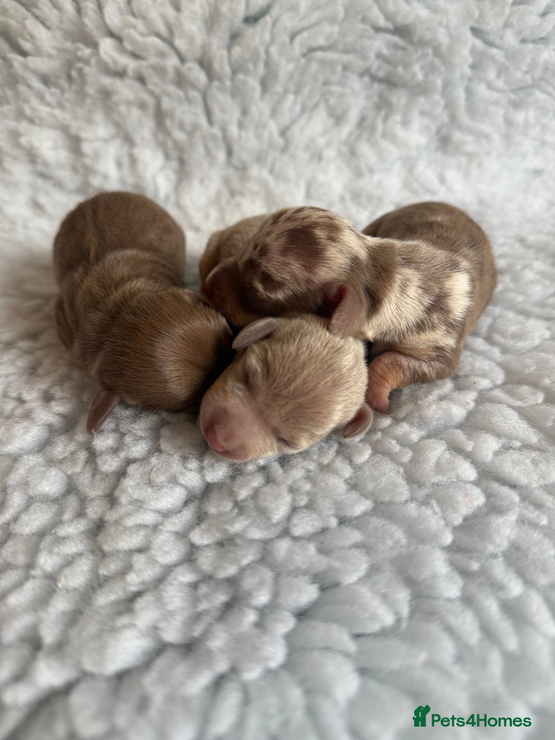 Miniature Dachshund dogs for sale: KC Mini Smooth haired Dachshunds  - Advert 2