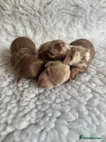 Miniature Dachshund dogs KC Mini Smooth haired Dachshunds - Advert 14