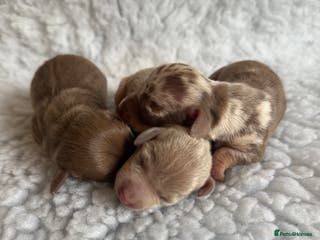 Miniature Dachshund dogs KC Mini Smooth haired Dachshunds - Advert 11