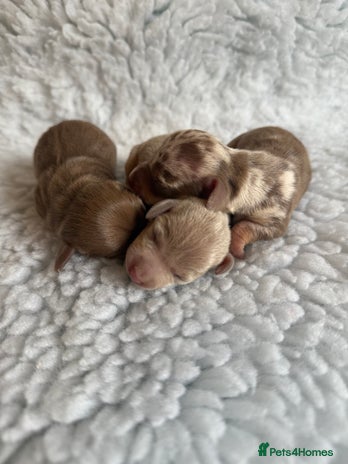 Miniature Dachshund dogs - Advert 9