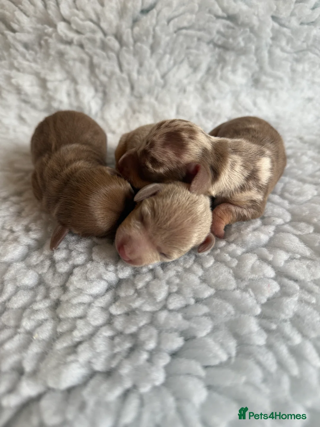 Miniature Dachshund dogs for sale: KC Mini Smooth haired Dachshunds  - Advert 1