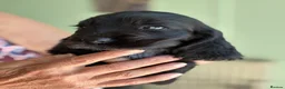 Cocker Spaniel dogs for sale: Show Type Cocker Spaniel puppies available in Welwyn - Advert 9