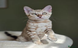 Bengal cats for sale: Clouded Mink Rosetted Bengal Girl - Image 11