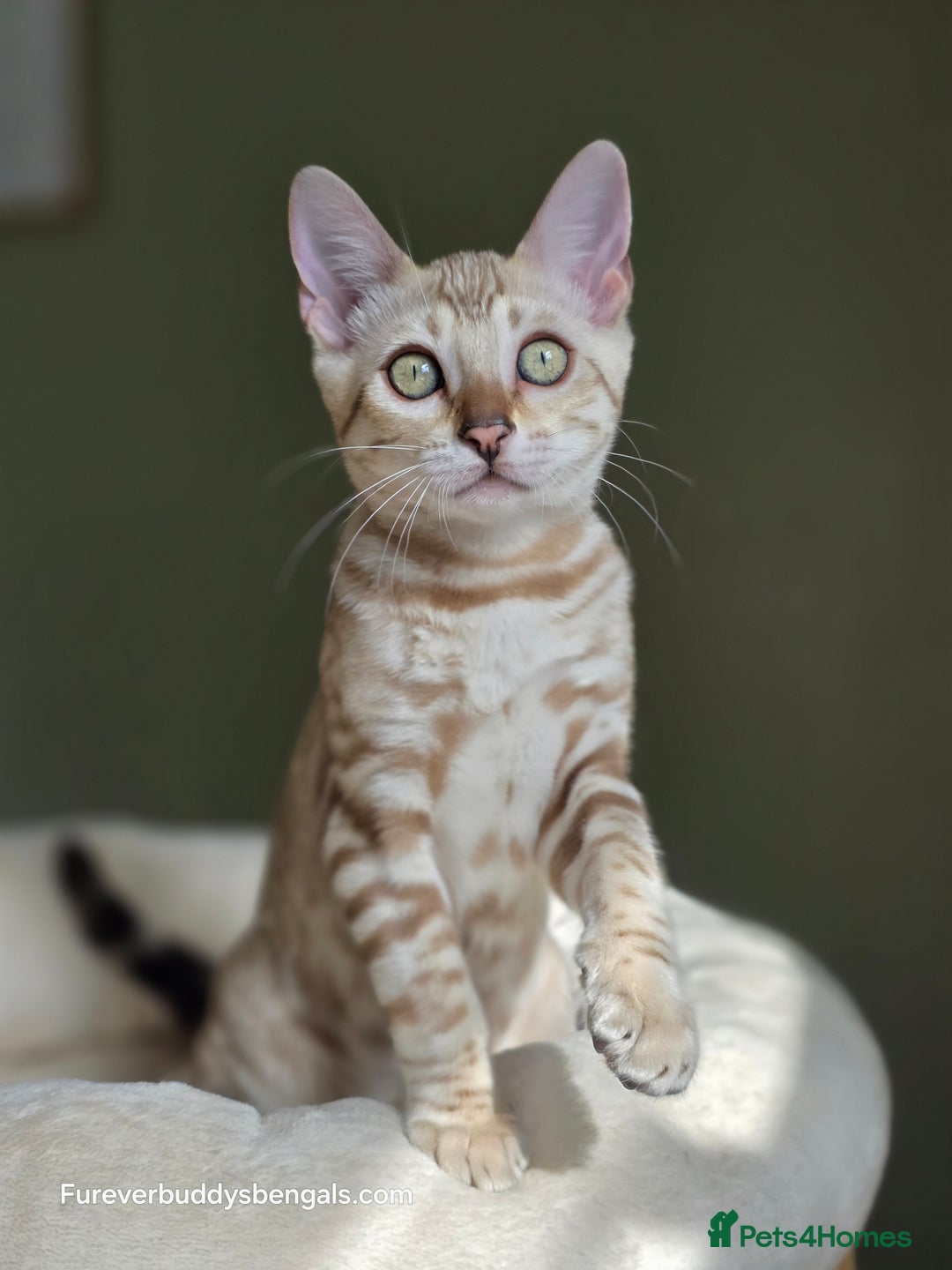 Bengal cats for sale: Clouded Mink Rosetted Bengal Girl - Image 11