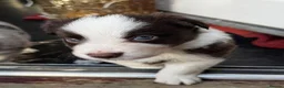 Border Collie dogs for sale: Beautiful Border Collie Puppies Available For Sale in Reading - Advert 16