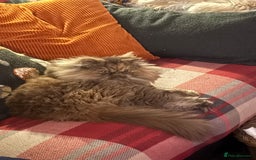 Persian cats for sale: Female Persian  - Image 3