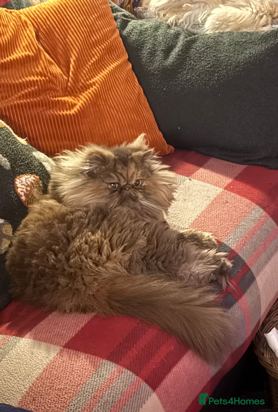 Persian cats for sale: Female Persian  - Image 3