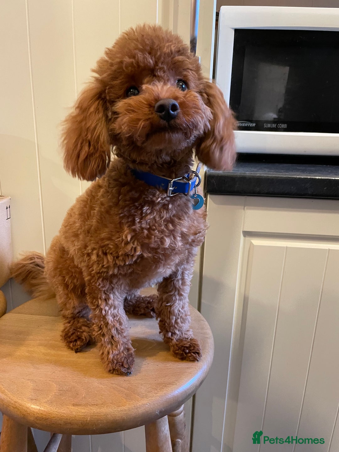 Toy Poodle dogs for stud: Fox Red KC Toy Poodle for stud. in Halifax - Advert 1