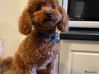 Toy Poodle dogs in Halifax - Advert 35