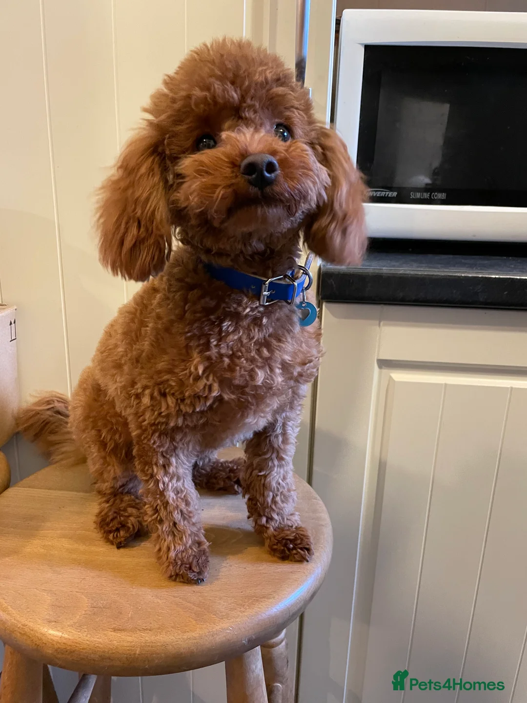 Toy Poodle dogs for stud: Fox Red KC Toy Poodle for stud. - Advert 1