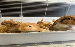 Mini Lop rabbits for sale: Mini lop babies for sale. Ready October 18th - Image 23