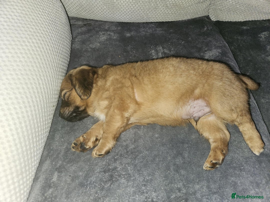 Mixed Breed dogs for sale: Beautiful dachshund/jug x terrier - Image 38