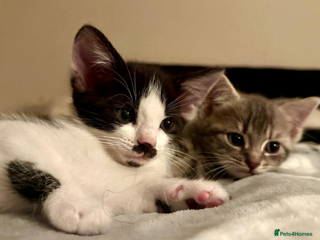 Mixed Breed cats for sale: 4 gorgeous tabby kittens - Image 12