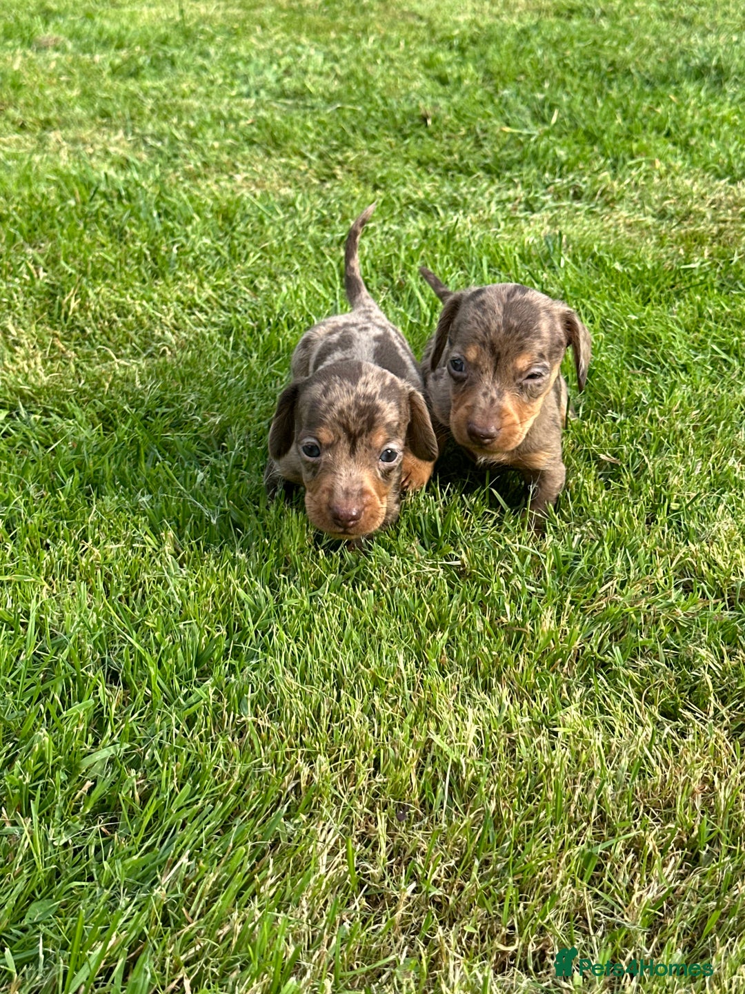 Miniature Dachshund dogs for sale: Beautiful Miniature chocolate & Dapple Puppies - Image 8